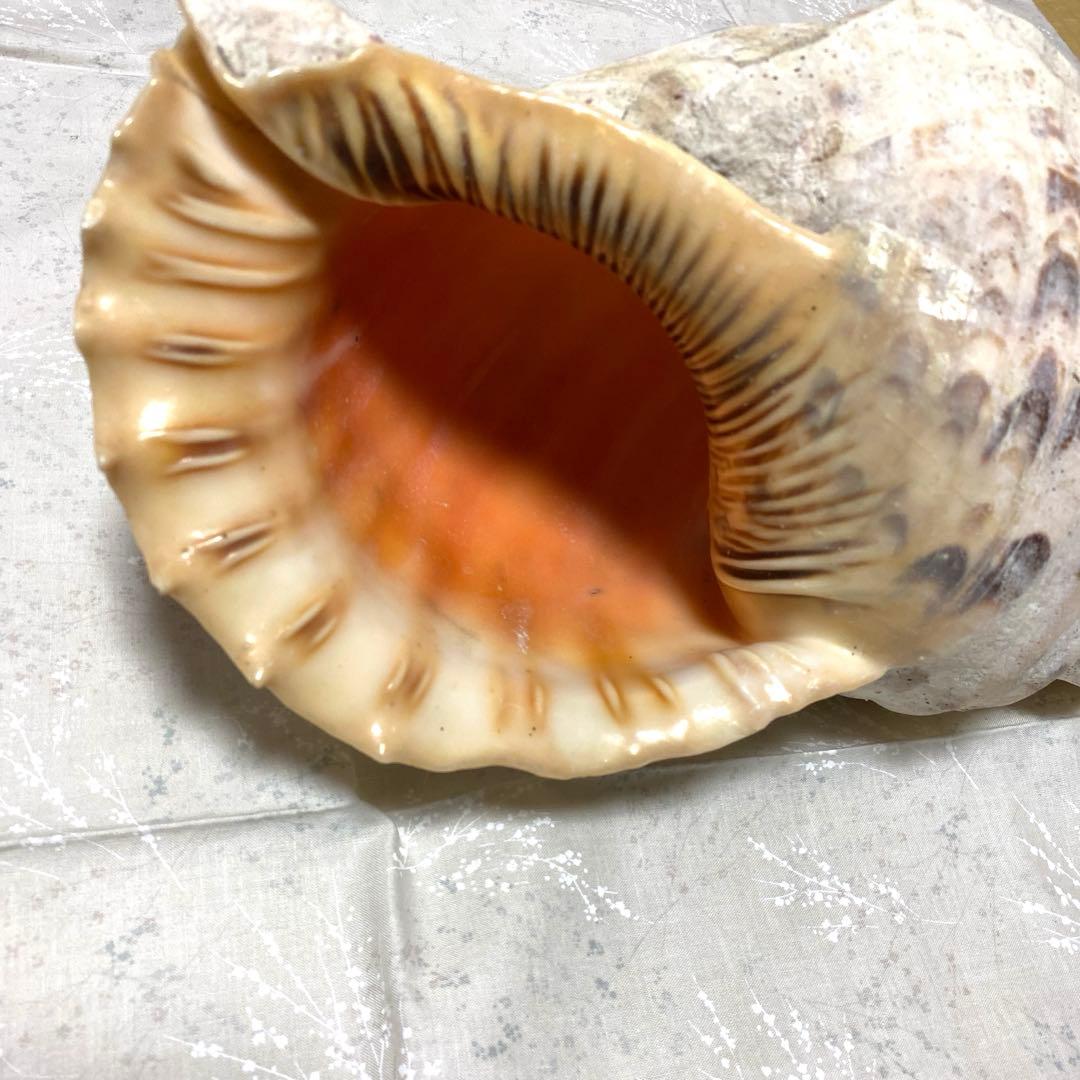 沖縄？ホラ貝 全長31cm 民俗資料 楽器用にも