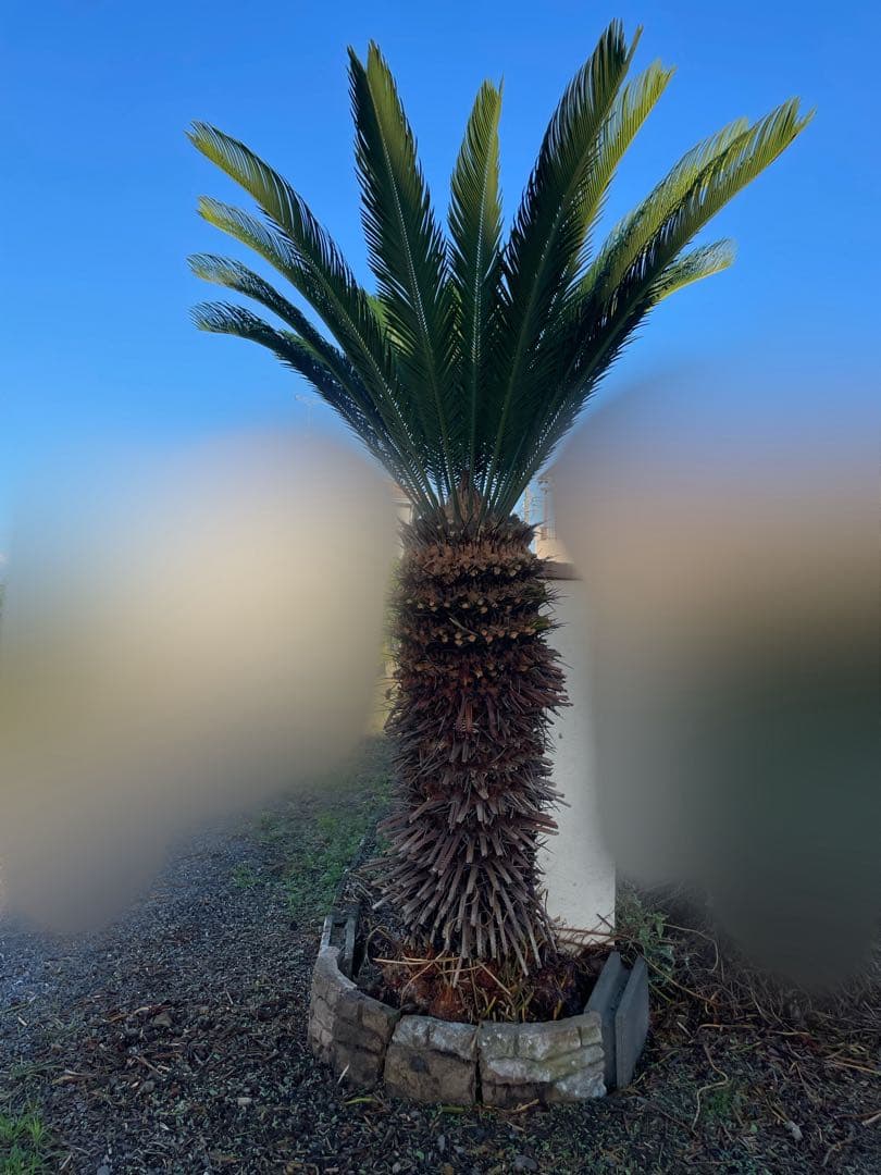 ソテツ2本セット 2.0m【引取限定】