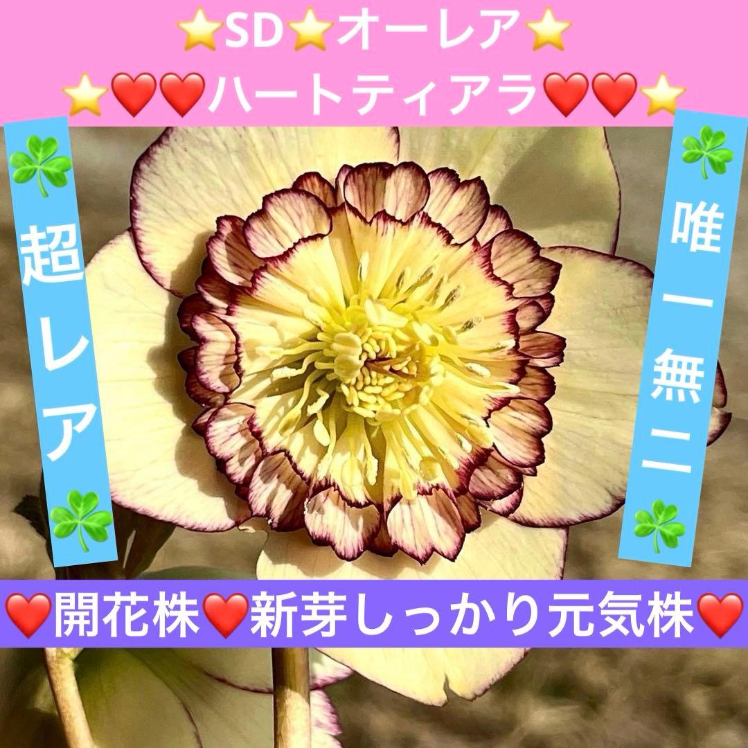 の*ん様 ☘️唯一無二☘️開花株❤️新芽しっかり元気株❤️3222⭐️SD⭐️ハ