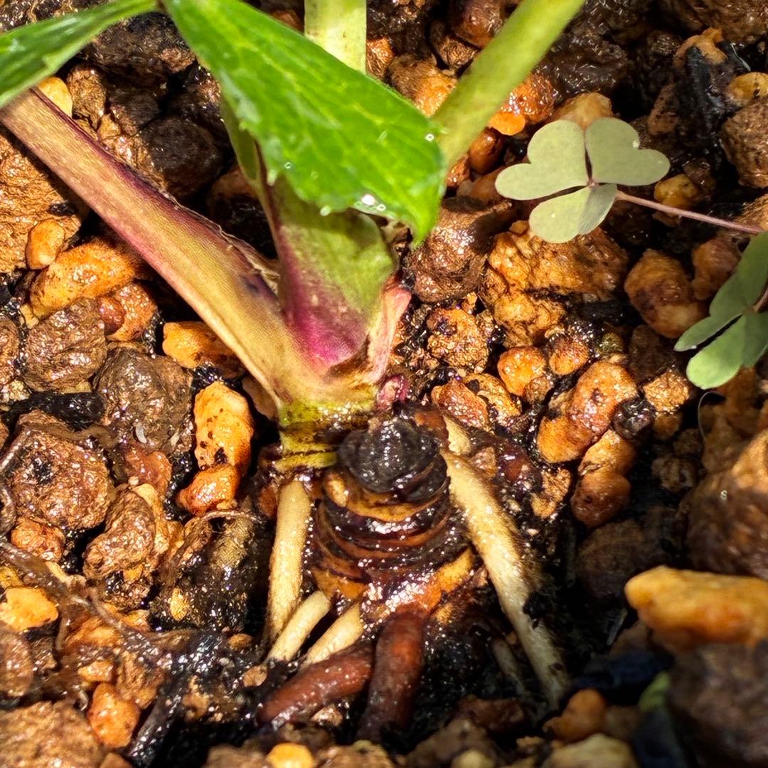 の*ん様 ☘️唯一無二☘️開花株❤️新芽しっかり元気株❤️3222⭐️SD⭐️ハ