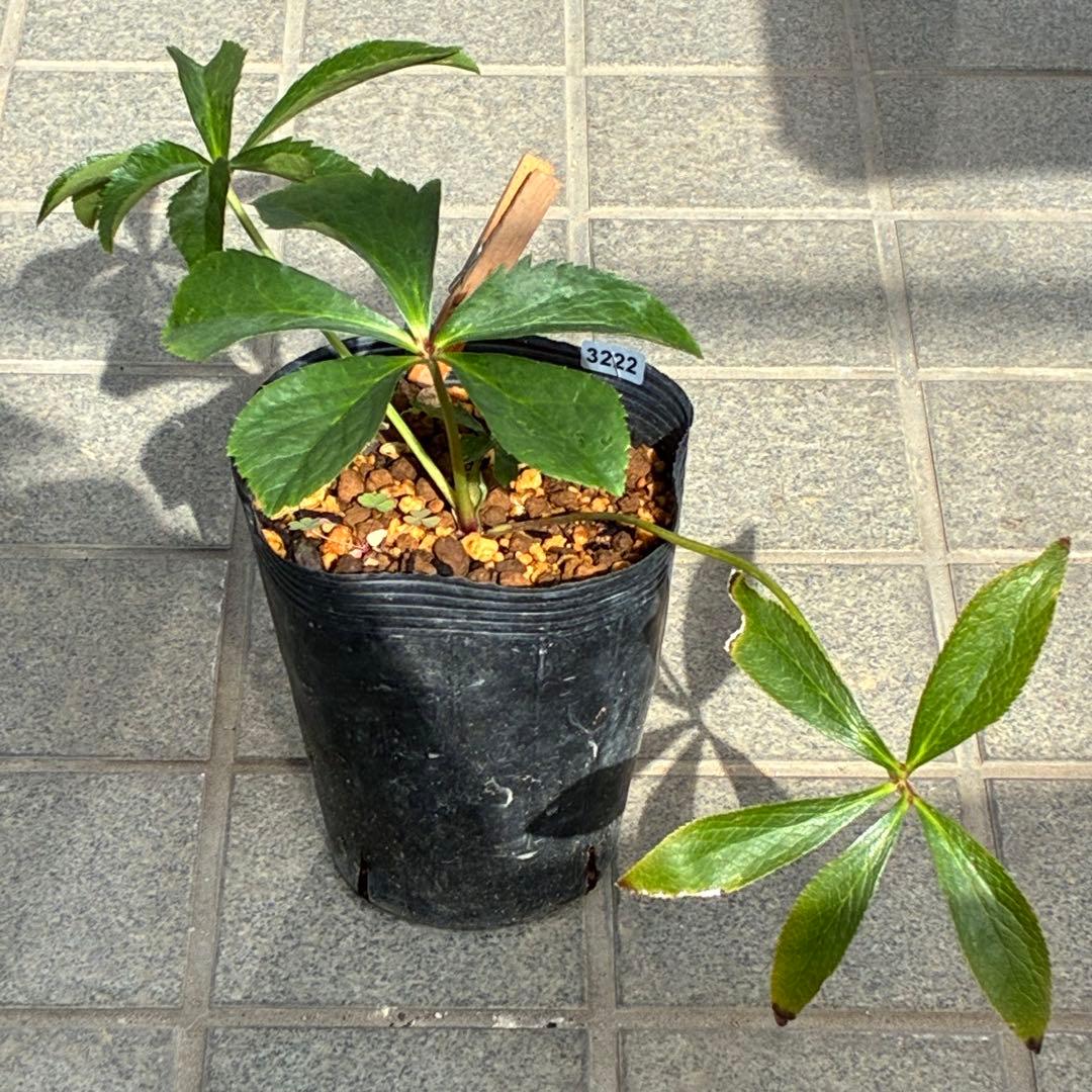 の*ん様 ☘️唯一無二☘️開花株❤️新芽しっかり元気株❤️3222⭐️SD⭐️ハ