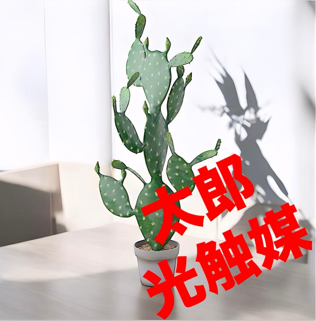 光触媒　人工観葉植物　ウォールグリーン　フェイクグリーン　ウチワサボテンz