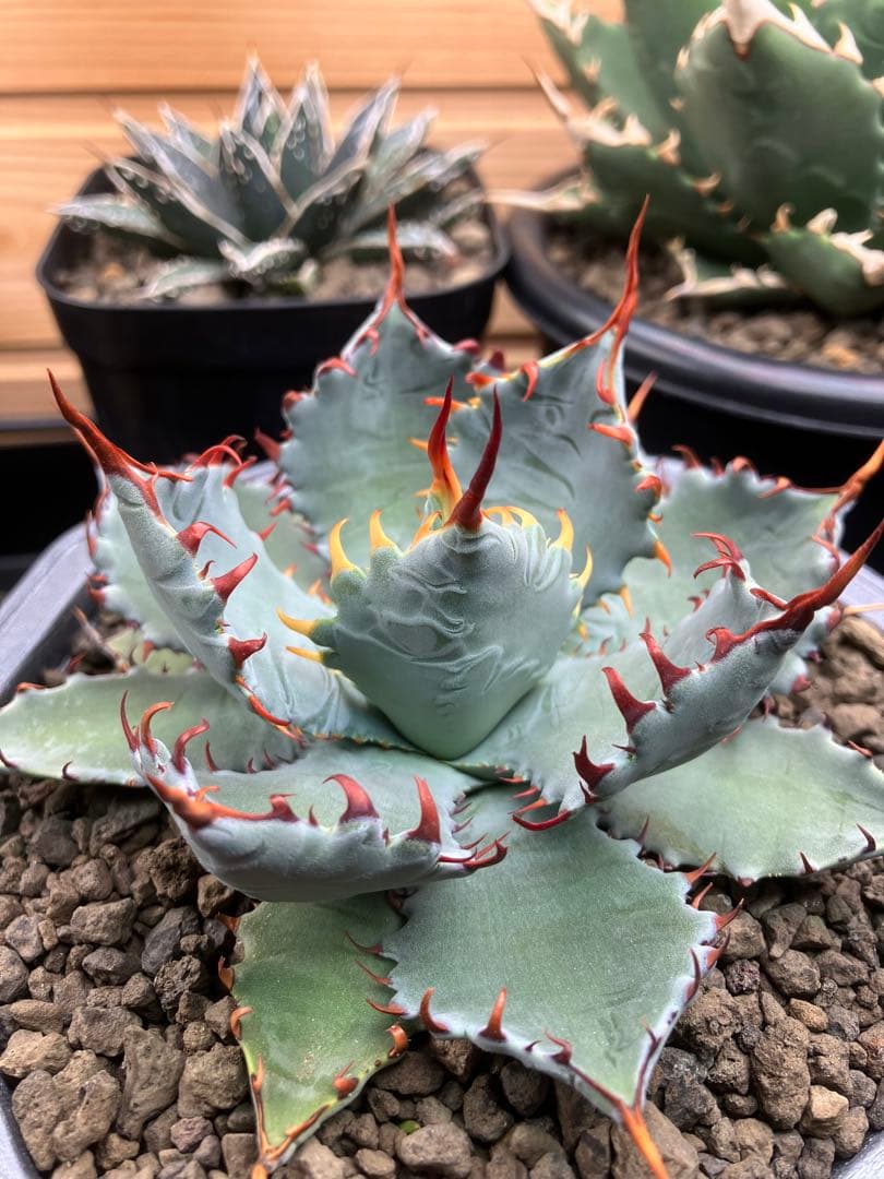 ハイブリッド　アガベ　特白肌イシス✖️パルメリー