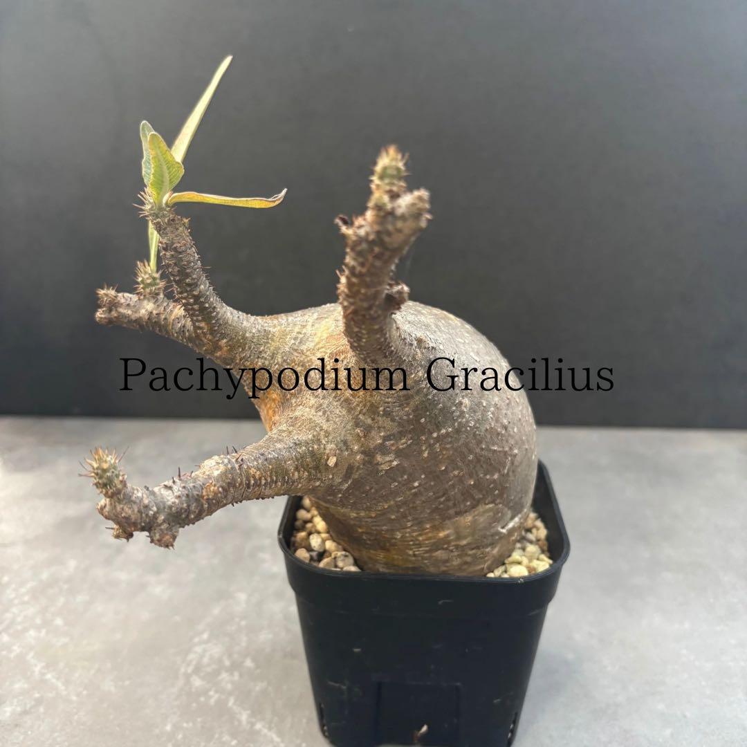 アミバタ発根済 パキポディウム グラキリス 現地球 コーデックスNO2