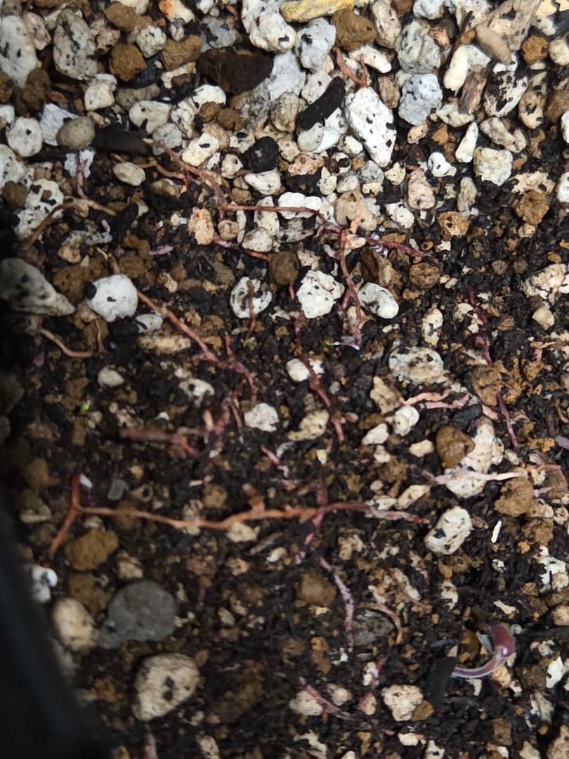 専用出品 特割 ユッカ リネアリフォリア (そ) 曲がり株 子株付き