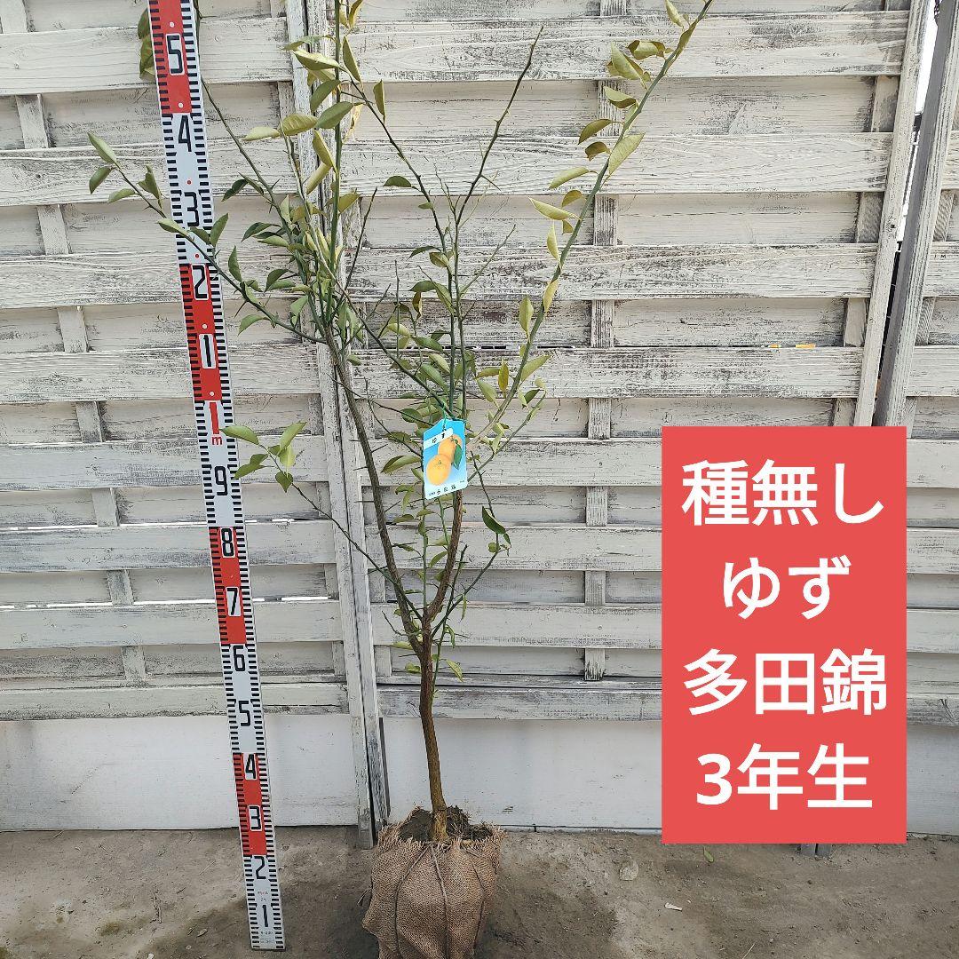 ひいさま専用出品 多田錦 種無しゆず 3年生 大苗