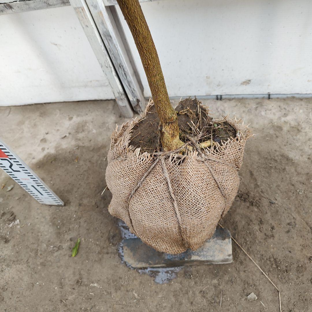 ひいさま専用出品 多田錦 種無しゆず 3年生 大苗