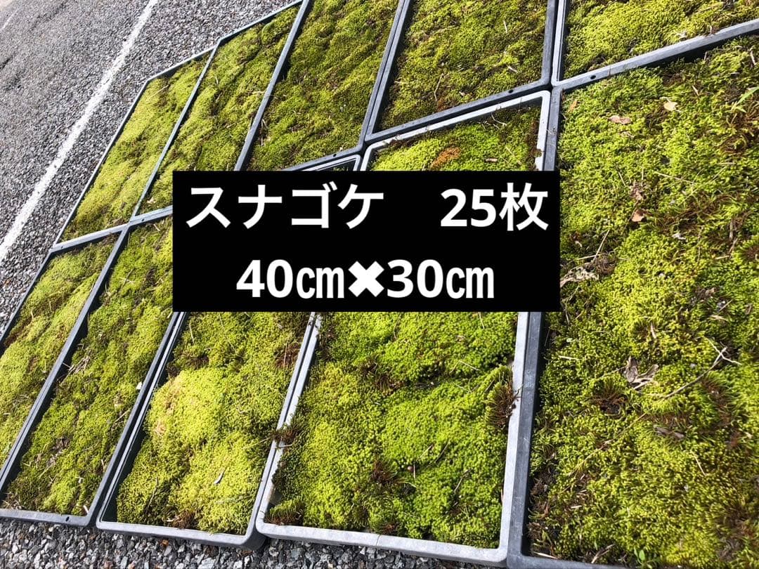 スナゴケ　砂苔　25枚 25000円　送料込み　天然 40㎝✖︎30㎝