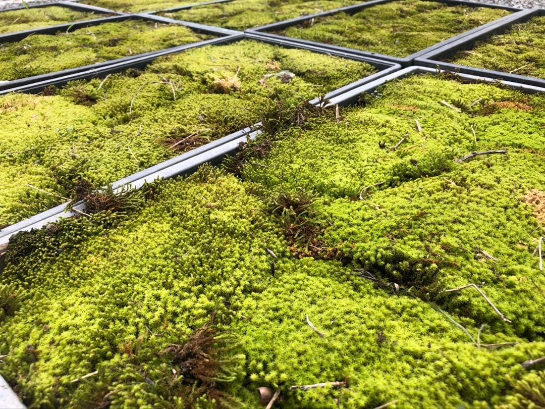 スナゴケ　砂苔　25枚 25000円　送料込み　天然 40㎝✖︎30㎝