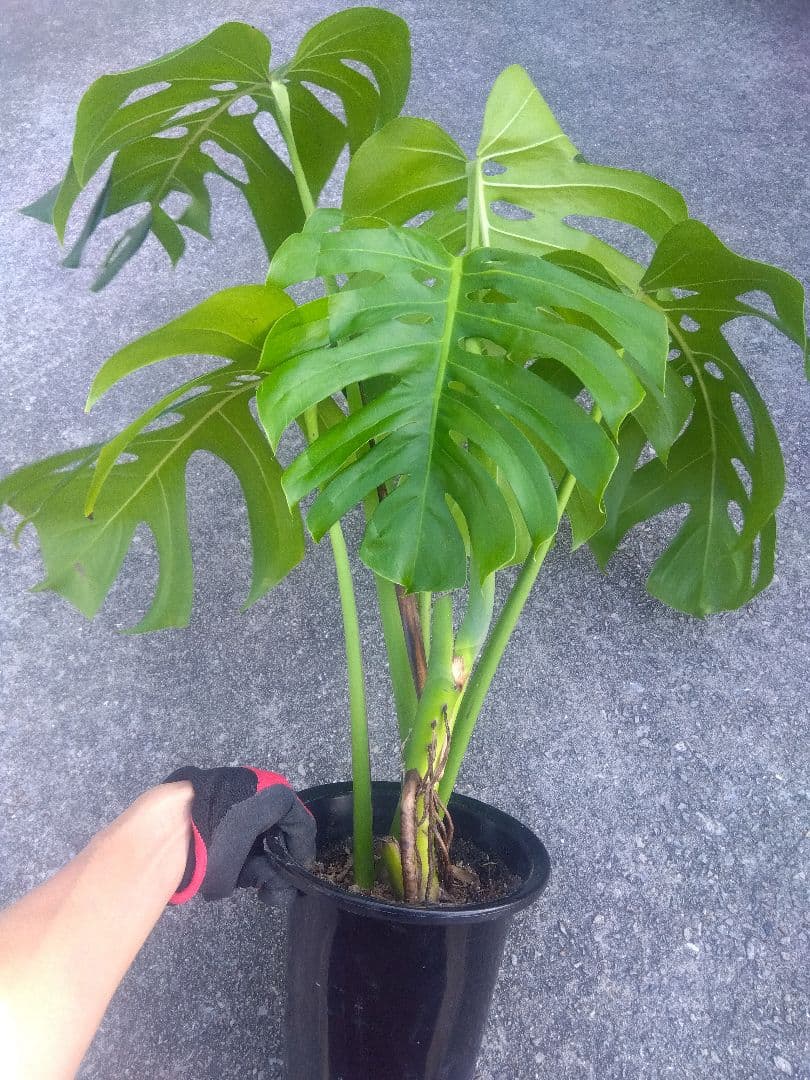 モンステラ　デリシオーサ　6号鉢つき　深穴開き❗2株植え❗　か