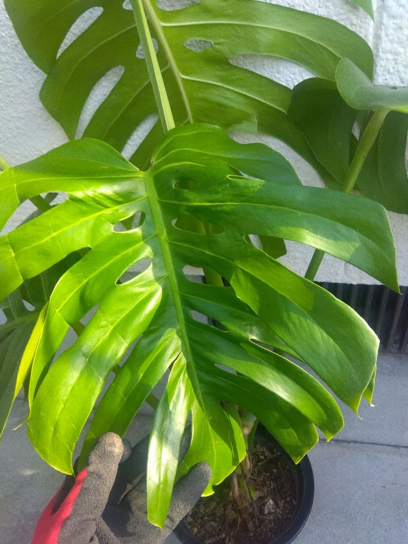 モンステラ　デリシオーサ　6号鉢つき　深穴開き❗2株植え❗　か