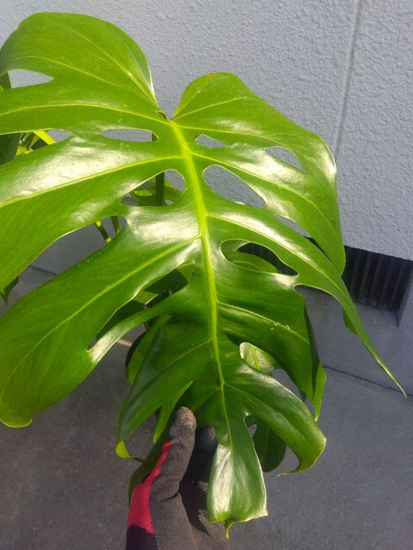 モンステラ　デリシオーサ　6号鉢つき　深穴開き❗2株植え❗　か