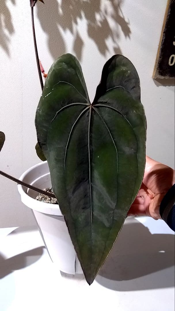 アンスリウム　anthurium ハイブリッド