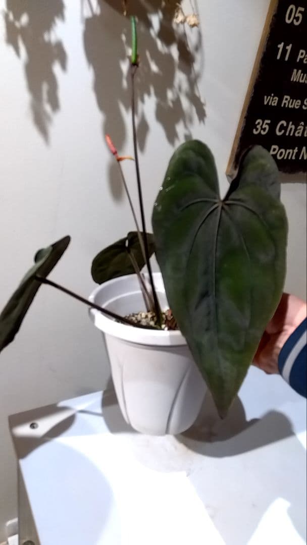 アンスリウム　anthurium ハイブリッド