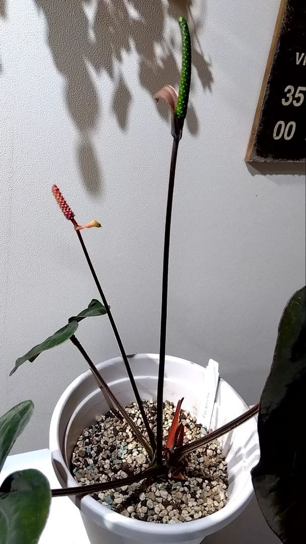 アンスリウム　anthurium ハイブリッド