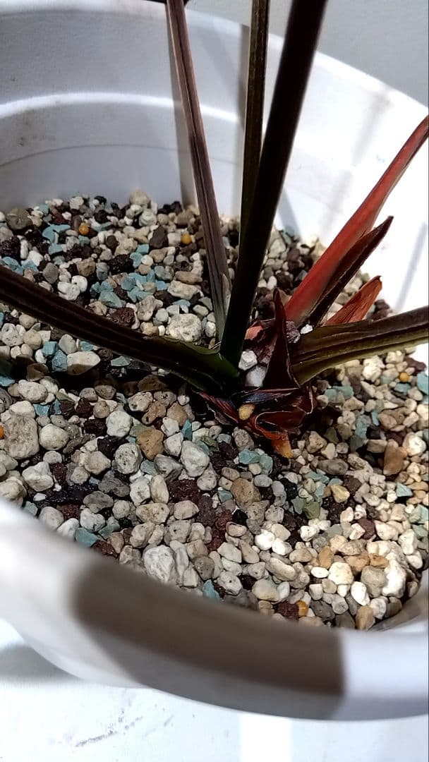 アンスリウム　anthurium ハイブリッド