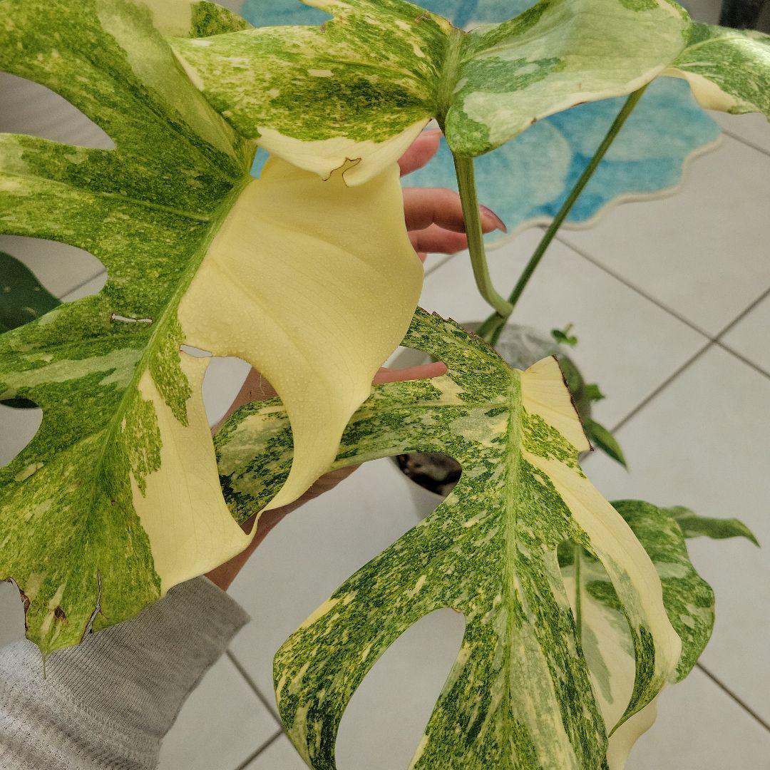 レア！デリシオーサプラチナムトップカット