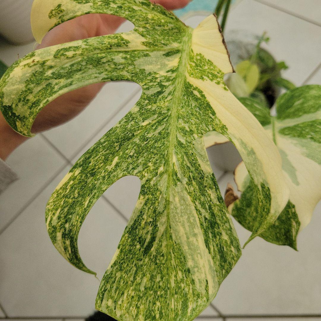 レア！デリシオーサプラチナムトップカット