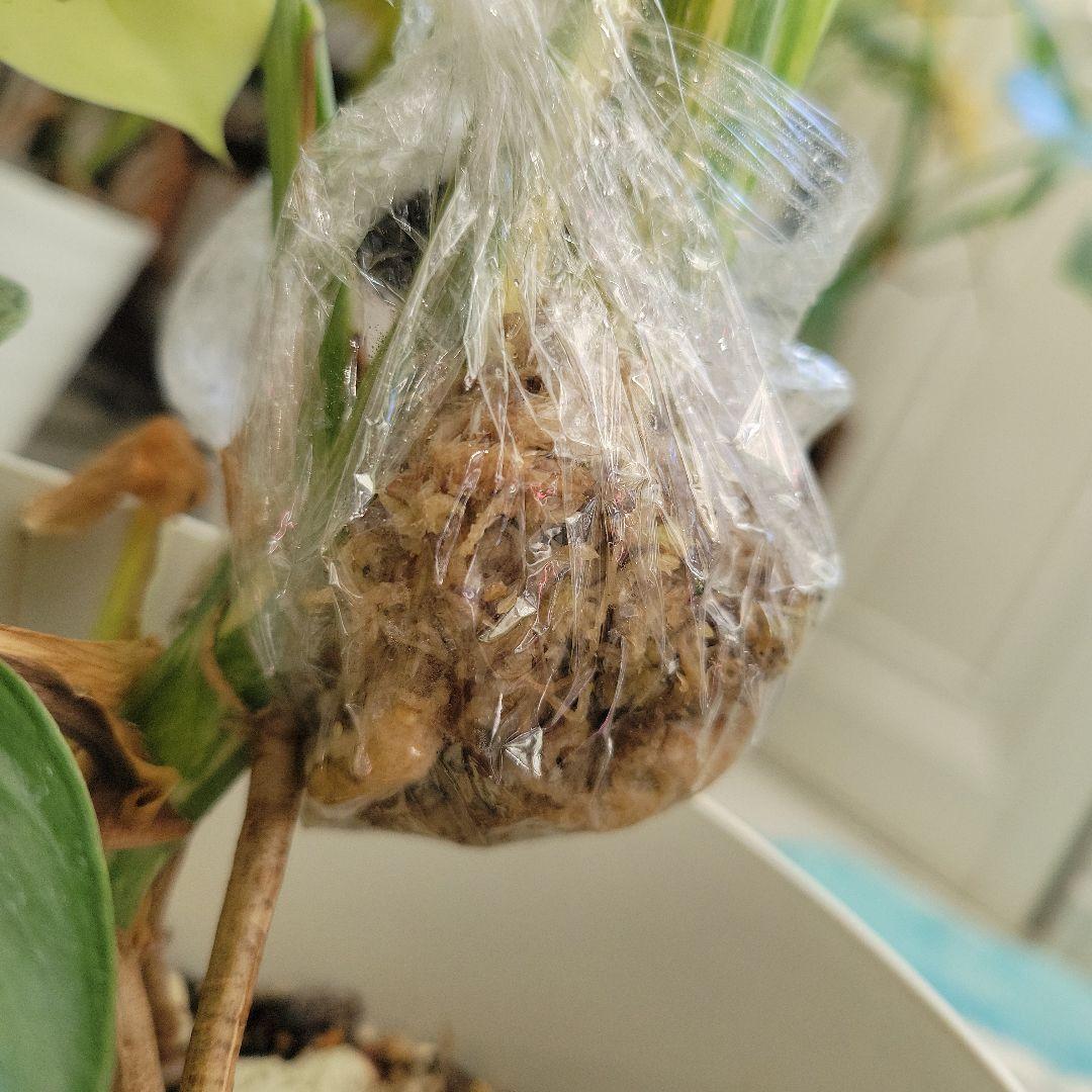 レア！デリシオーサプラチナムトップカット