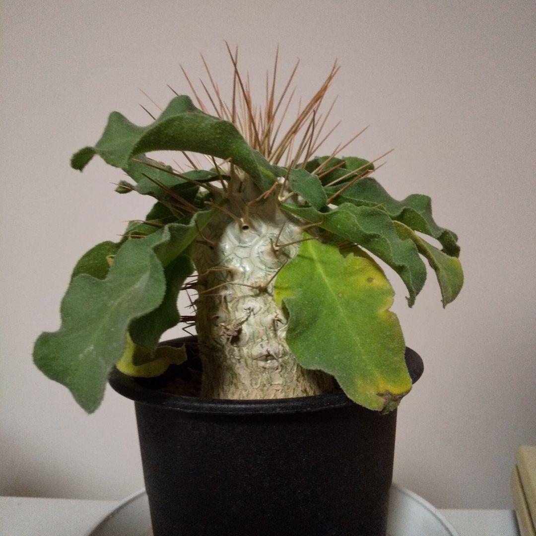 パキポディウムナマクアナム光堂