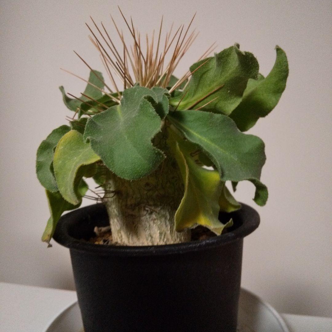 パキポディウムナマクアナム光堂