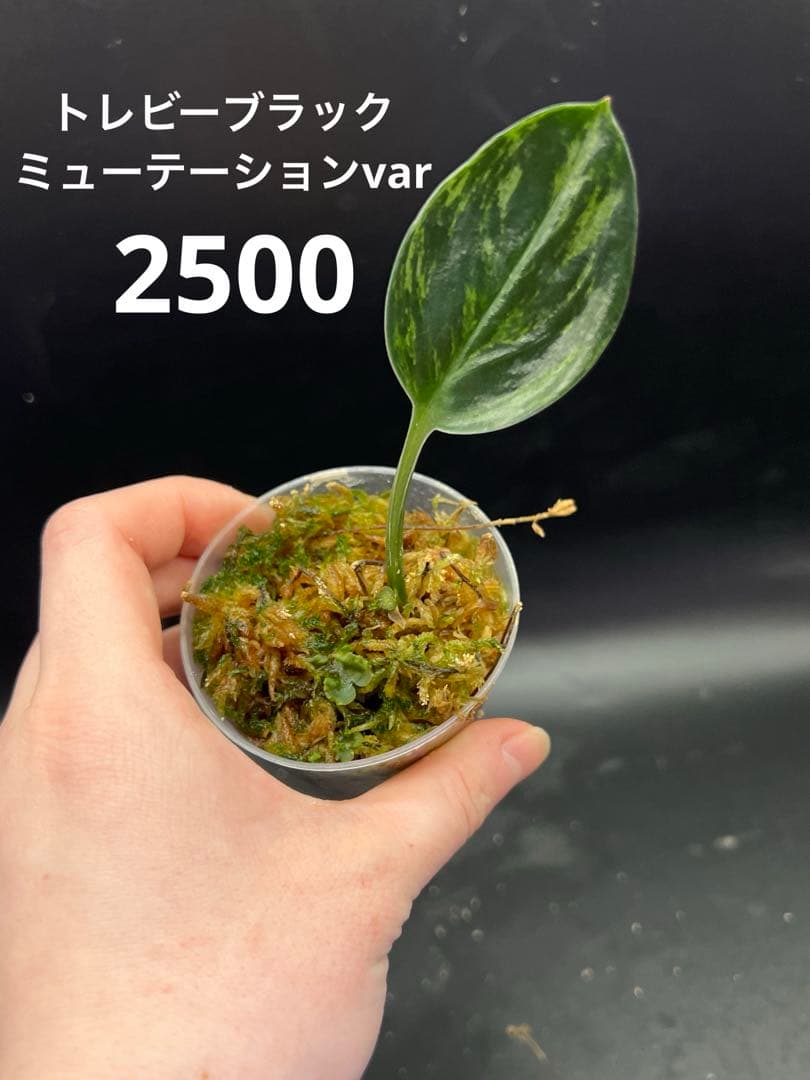 Leno様　おまとめ買い