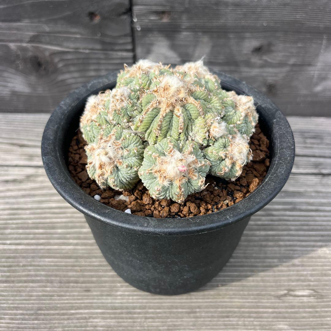 アズテキウム【花籠】③サボテン