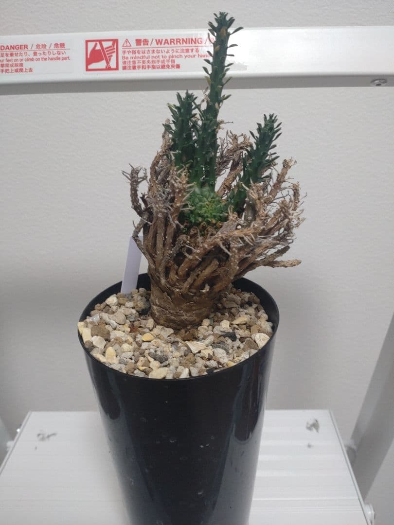 ユーフォルビア ホープタウンエンシス