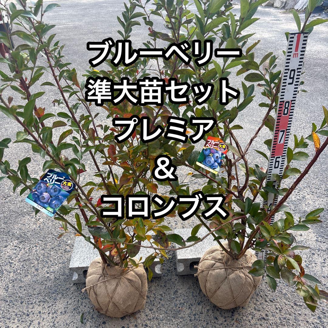 ブルーベリー苗　プレミア＆コロンブス　準大苗セット　ラビットアイ系