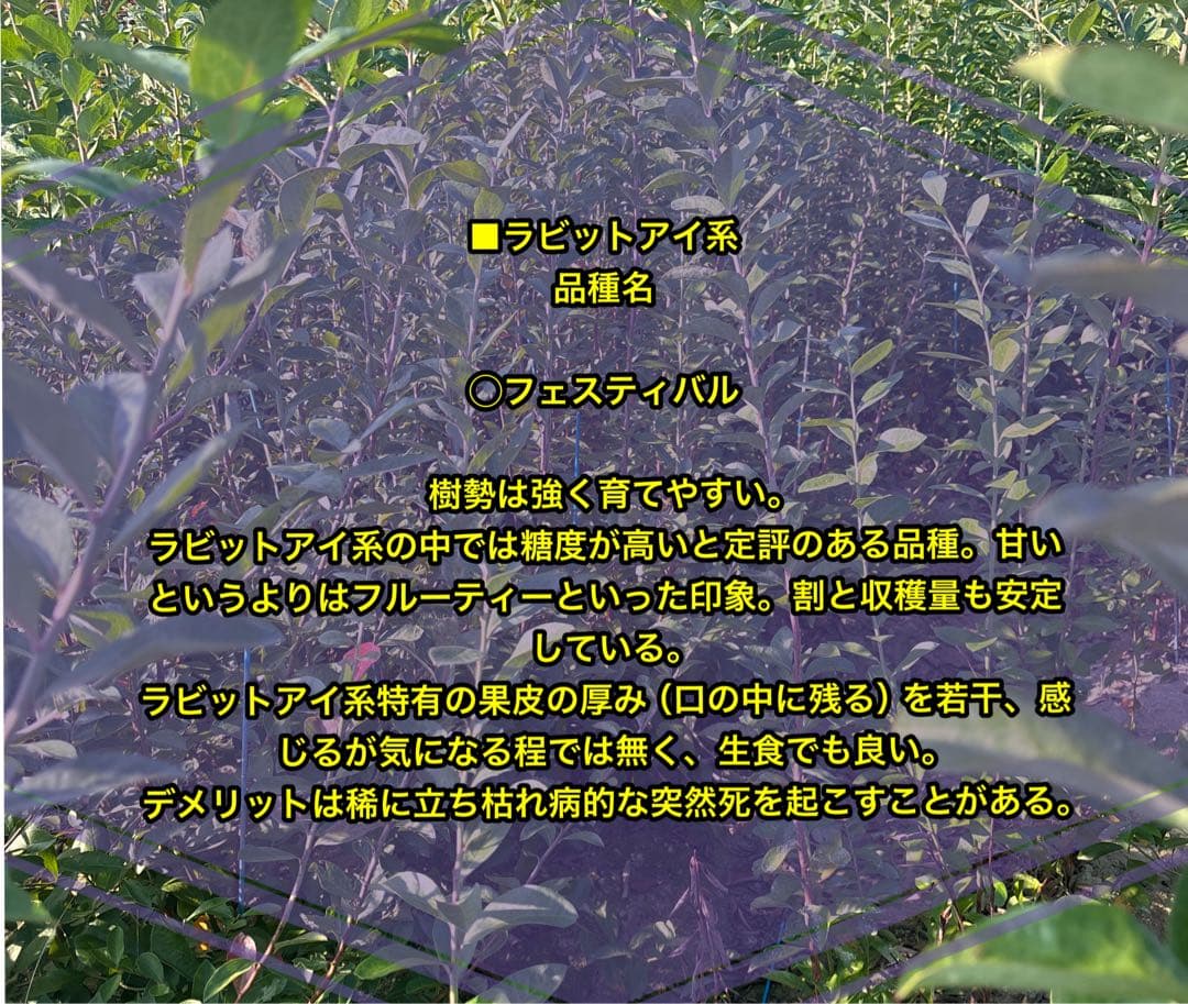 ブルーベリー苗　プレミア＆コロンブス　準大苗セット　ラビットアイ系