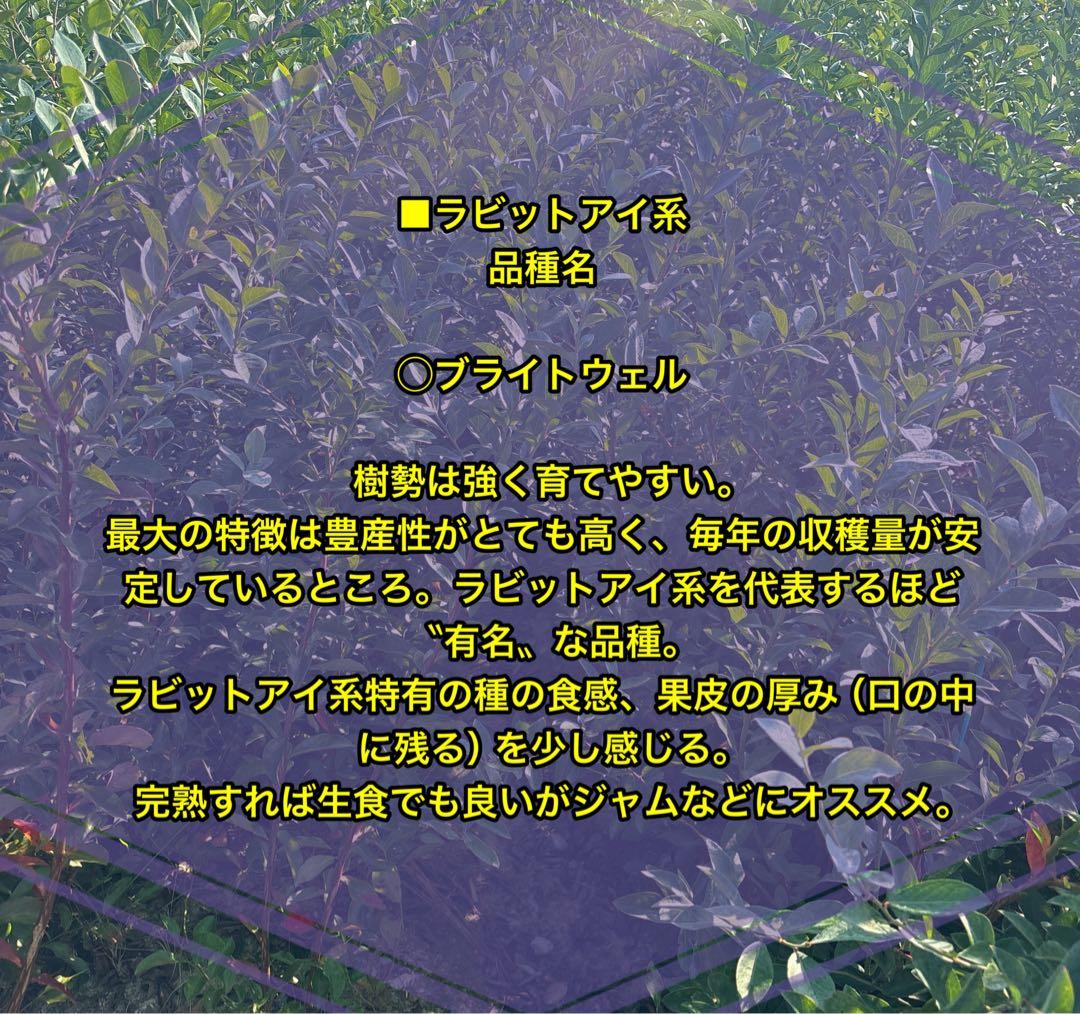 ブルーベリー苗　プレミア＆コロンブス　準大苗セット　ラビットアイ系