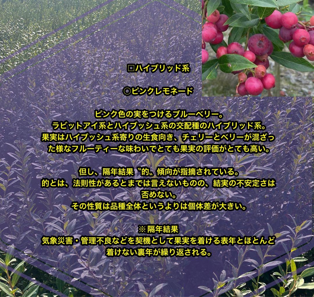 ブルーベリー苗　プレミア＆コロンブス　準大苗セット　ラビットアイ系