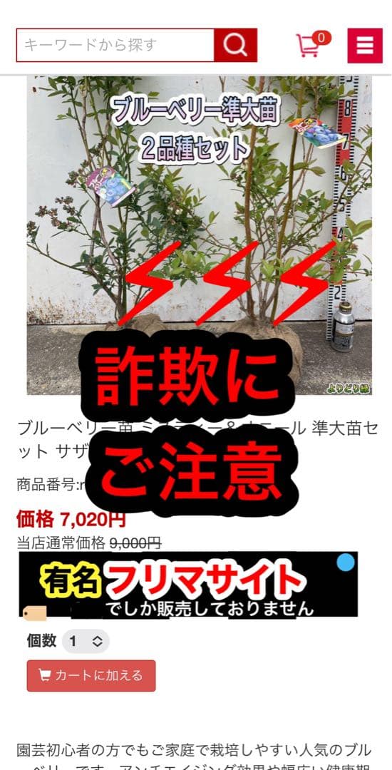 ブルーベリー苗　プレミア＆コロンブス　準大苗セット　ラビットアイ系