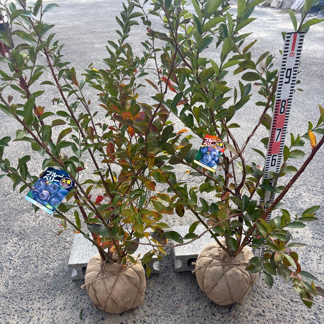 ブルーベリー苗　プレミア＆コロンブス　準大苗セット　ラビットアイ系