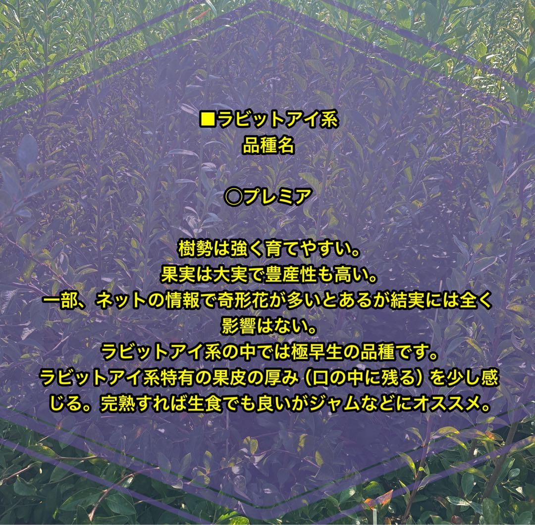 ブルーベリー苗　プレミア＆コロンブス　準大苗セット　ラビットアイ系