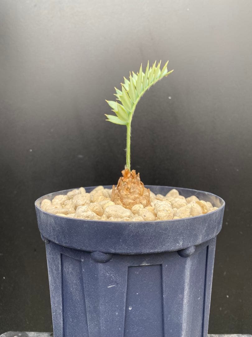 【南ア産・発根済】エンセファラルトス・ホリダス 約3.5cm｜No4-6