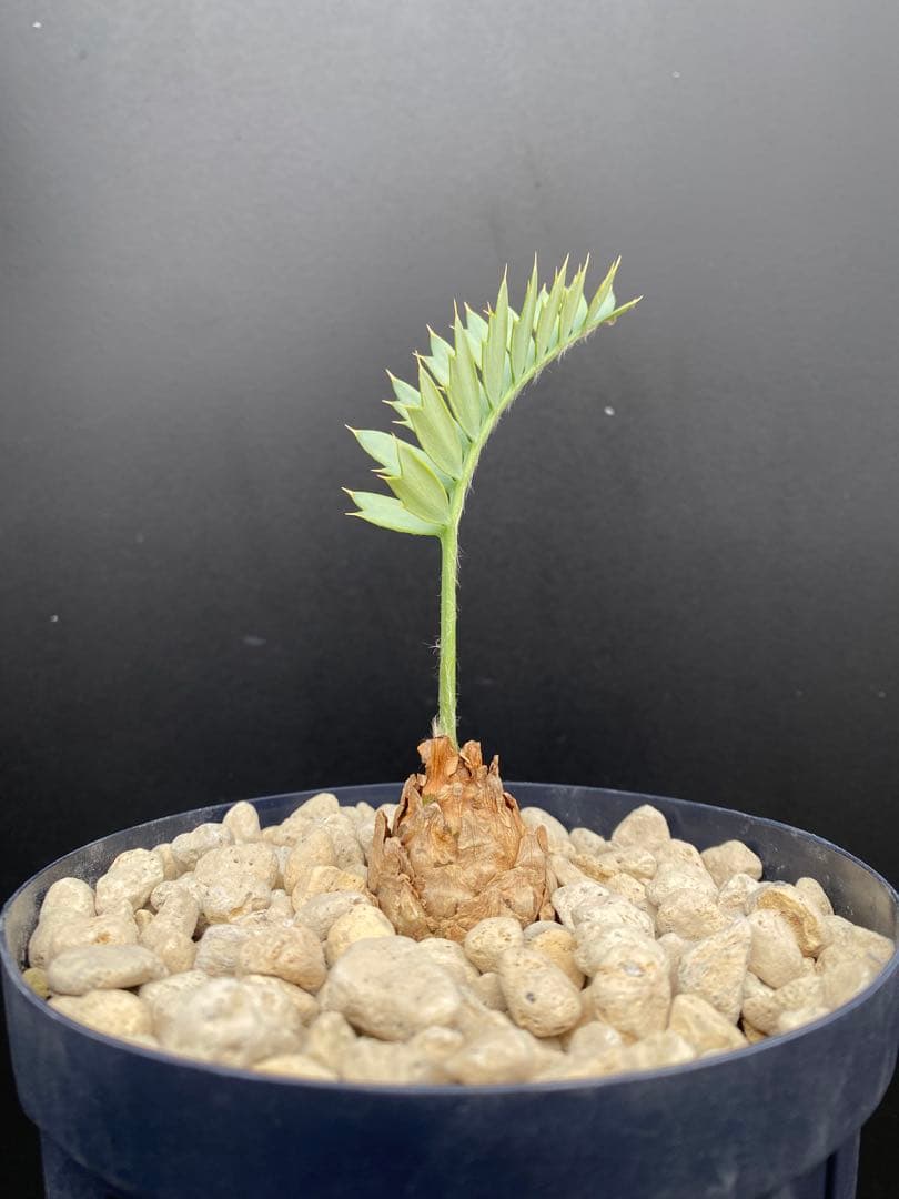 【南ア産・発根済】エンセファラルトス・ホリダス 約3.5cm｜No4-6