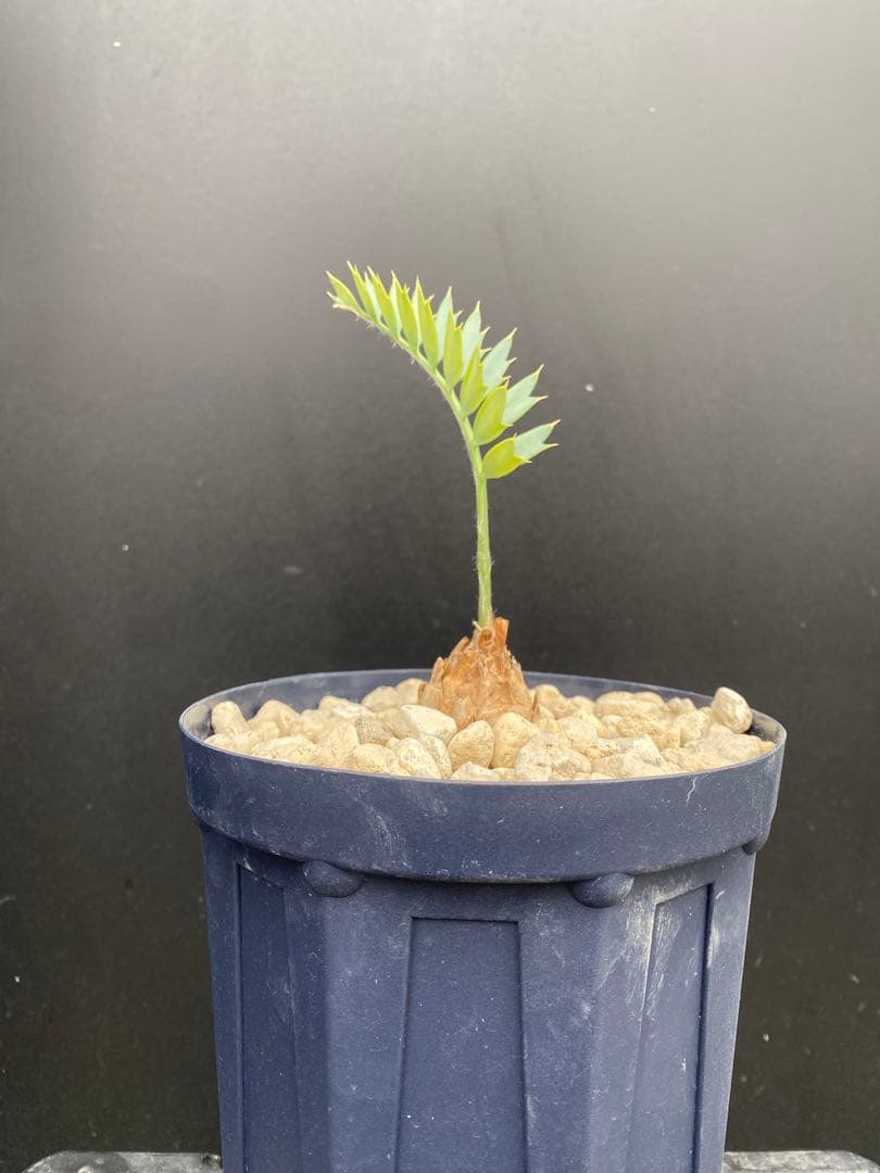 【南ア産・発根済】エンセファラルトス・ホリダス 約3.5cm｜No4-6