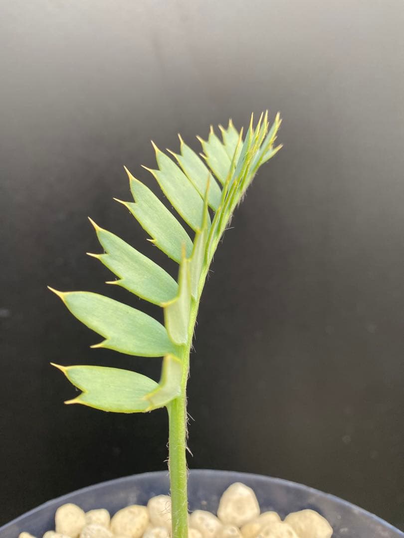 【南ア産・発根済】エンセファラルトス・ホリダス 約3.5cm｜No4-6