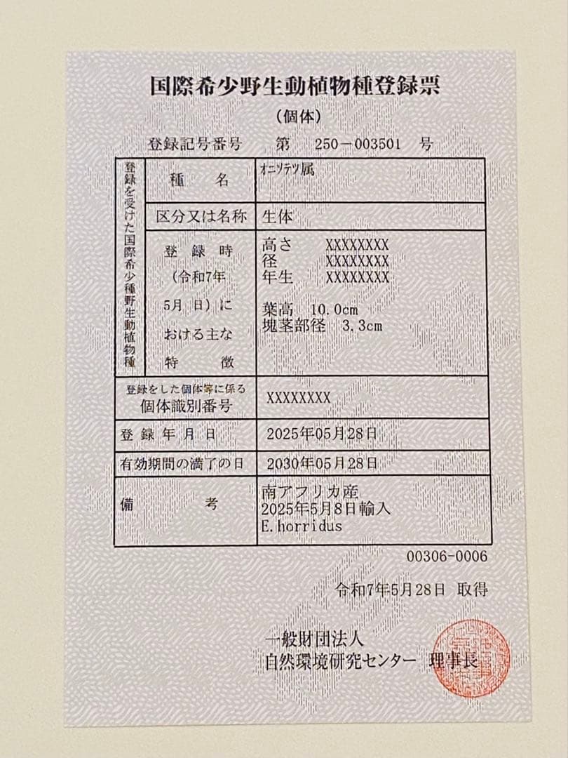 【南ア産・発根済】エンセファラルトス・ホリダス 約3.5cm｜No4-6