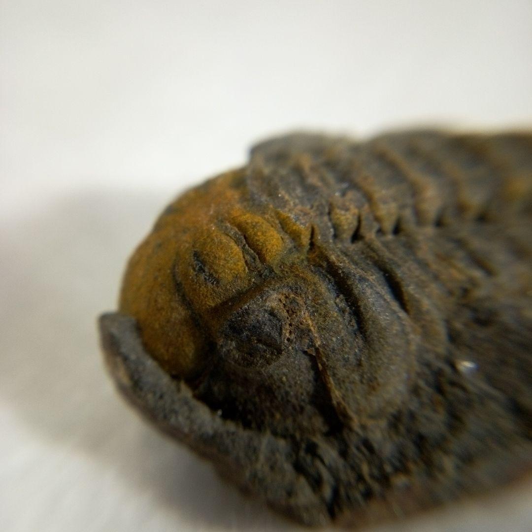 三葉虫　化石　三葉虫化石　究極のレトロ　fossil　ボリビア産　化石管理番号⑮