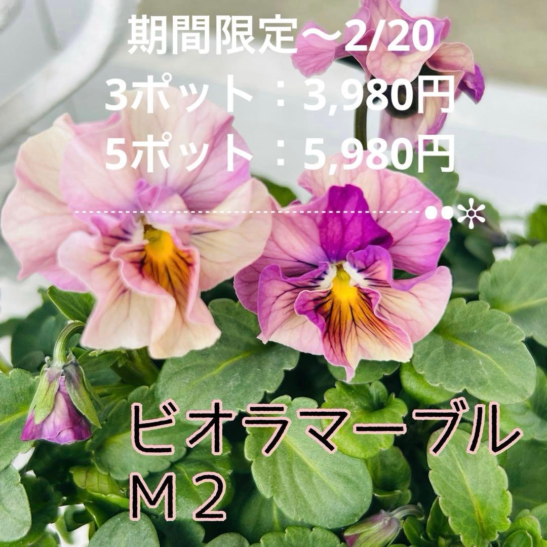 とも さま✼••セール中••✼Ｍ２♥ビオラマーブル♥毎年大人気