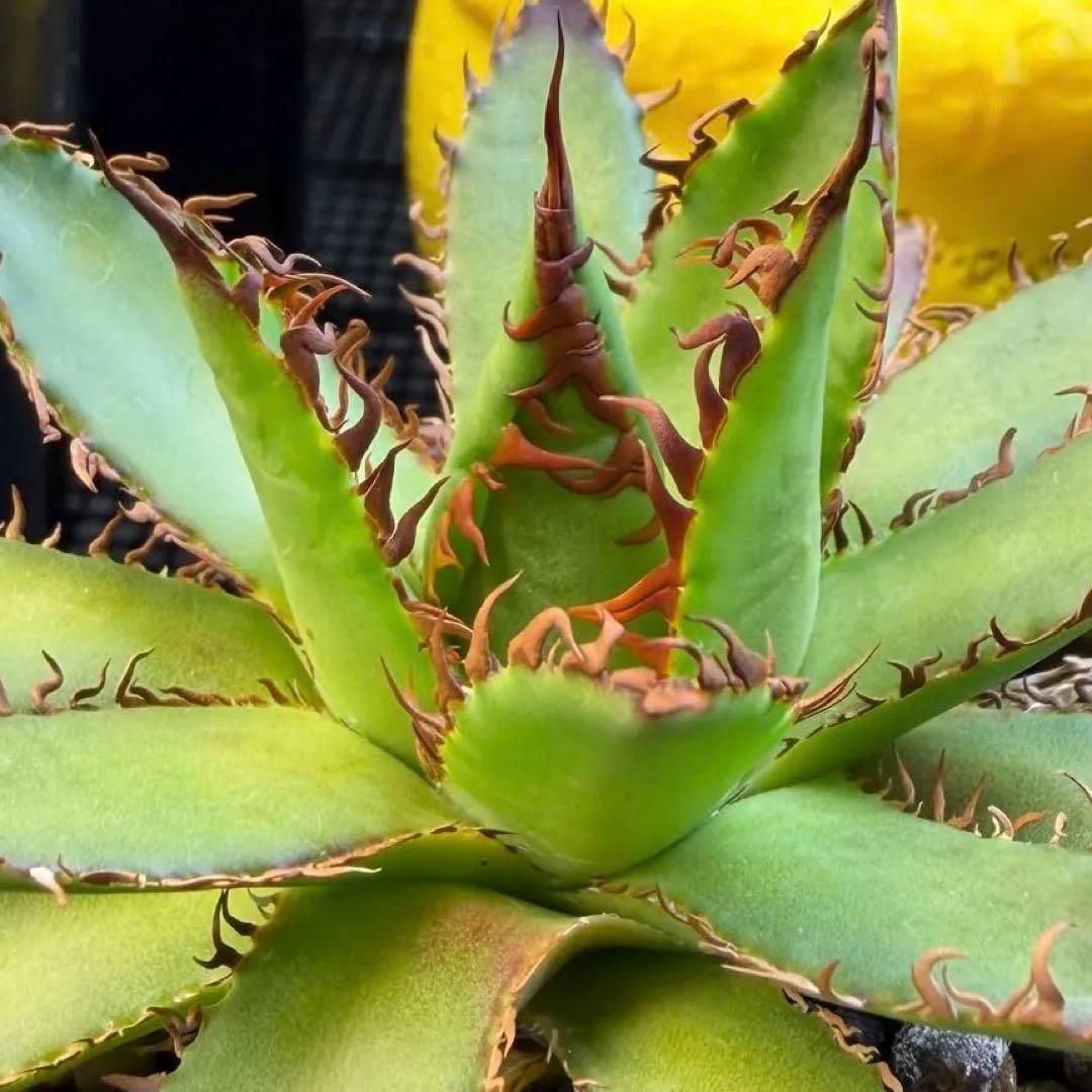 希少株 アガベ ハイブリッド ホリダ× イシスメンシス ホリイシ