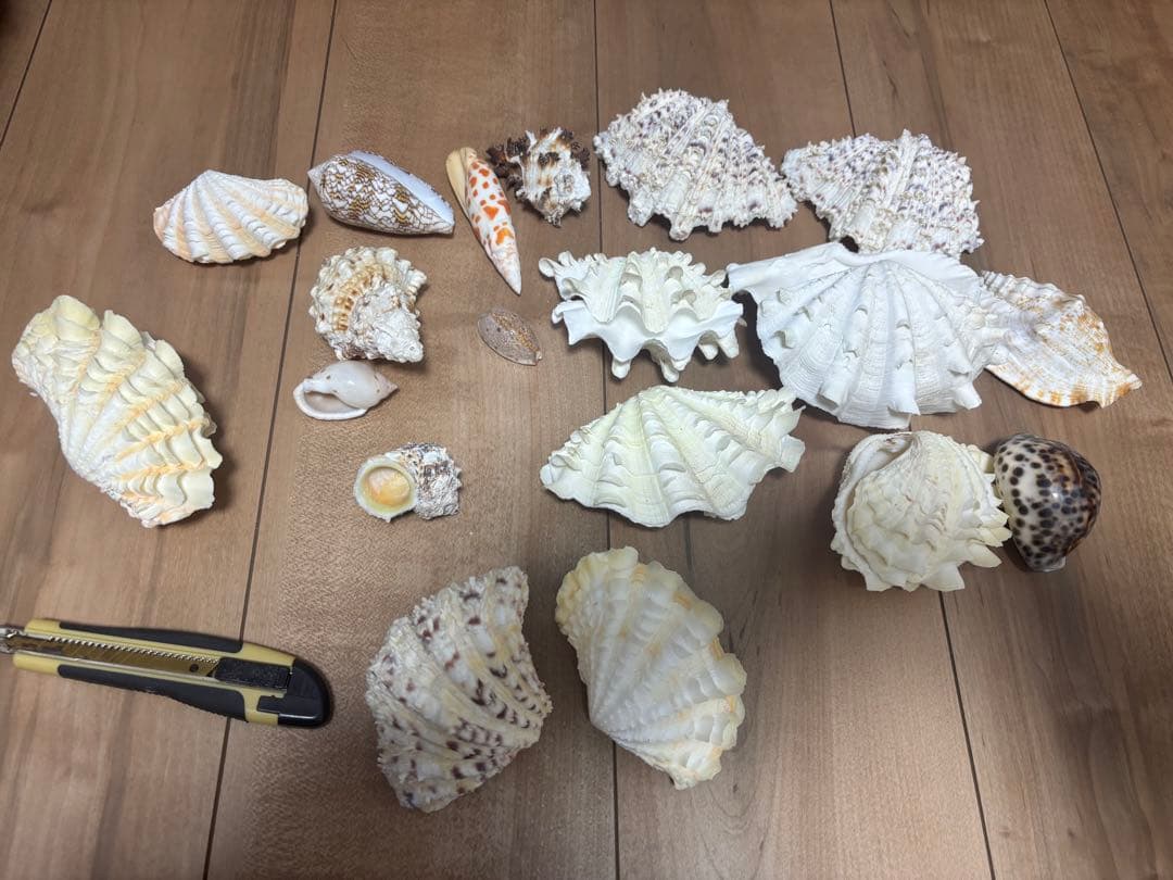 ヒレシャコガイ　その他　まとめ売り