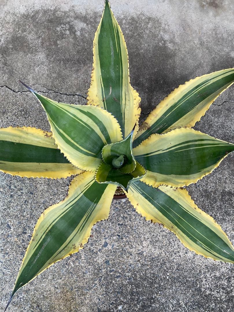 アガベ　リップルエフェクト　見応え充分