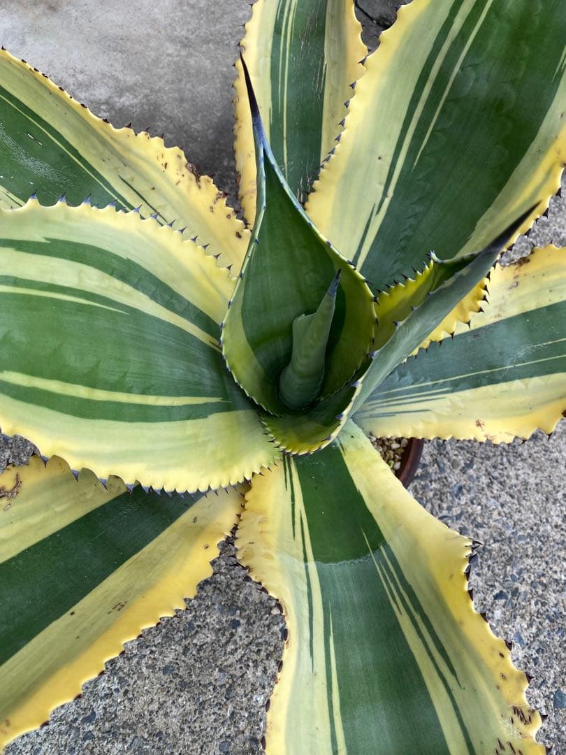 アガベ　リップルエフェクト　見応え充分