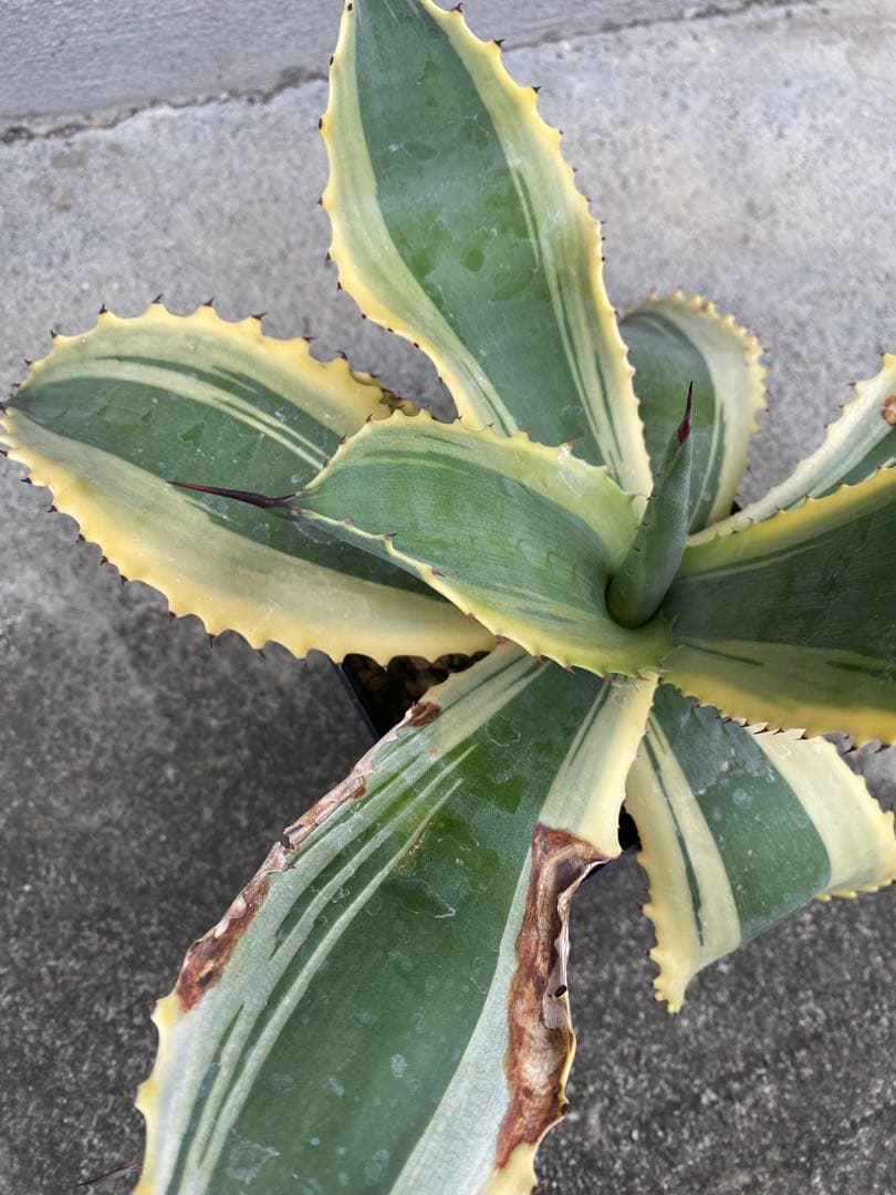 アガベ　リップルエフェクト　見応え充分