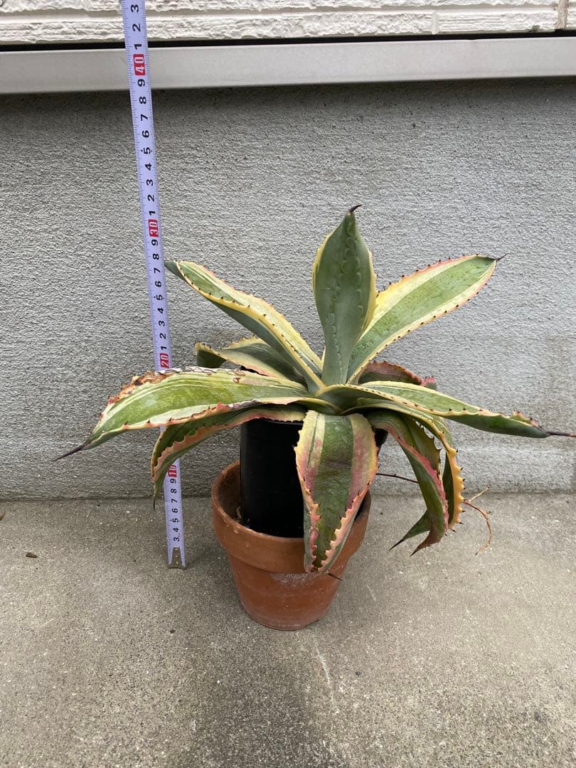 アガベ　リップルエフェクト　見応え充分