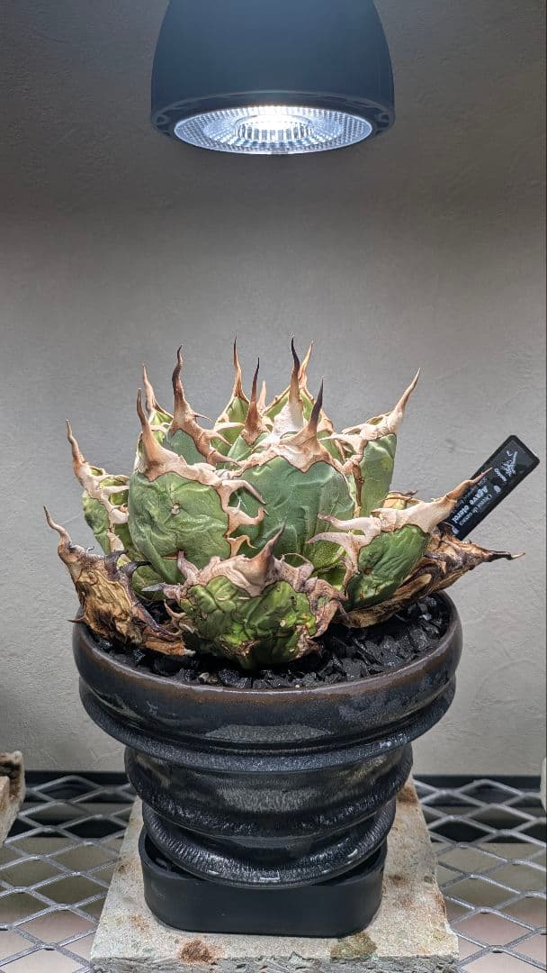 トップ長　アガベ　オアハカ　現地球ワイルド　COYOTE　PLANTS　オテロイ