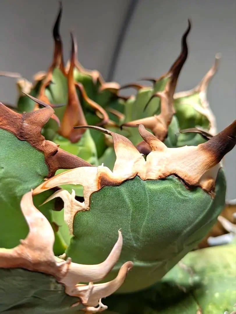 トップ長　アガベ　オアハカ　現地球ワイルド　COYOTE　PLANTS　オテロイ